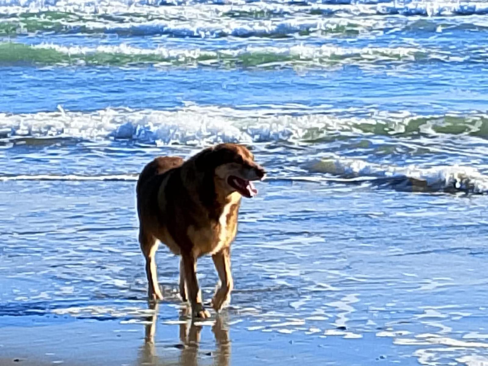 Trifoglio * Lido di Jesolo