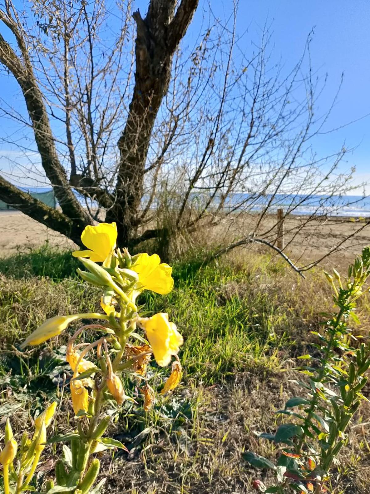 Trifoglio Appartamento *